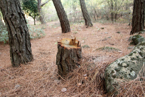 Trusted Stratmoor, CO Tree Care Experts
