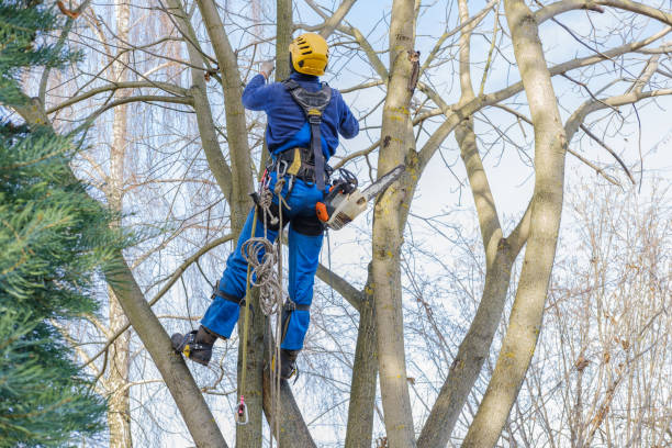 How Our Tree Care Process Works  in  Stratmoor, CO